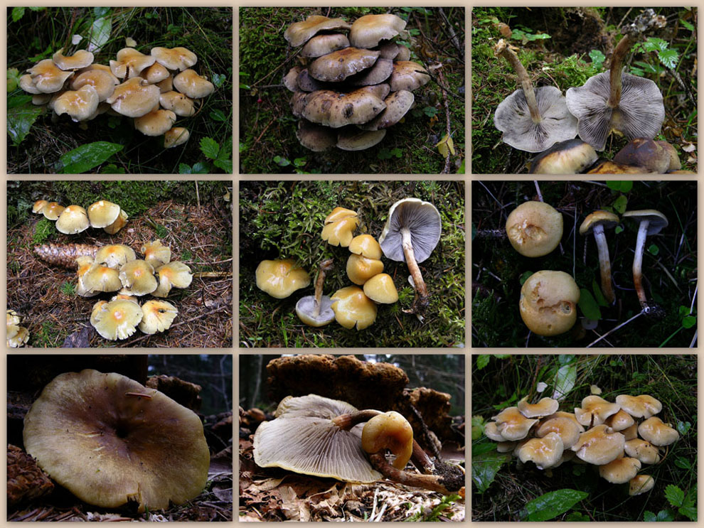 Hypholoma capnoides.